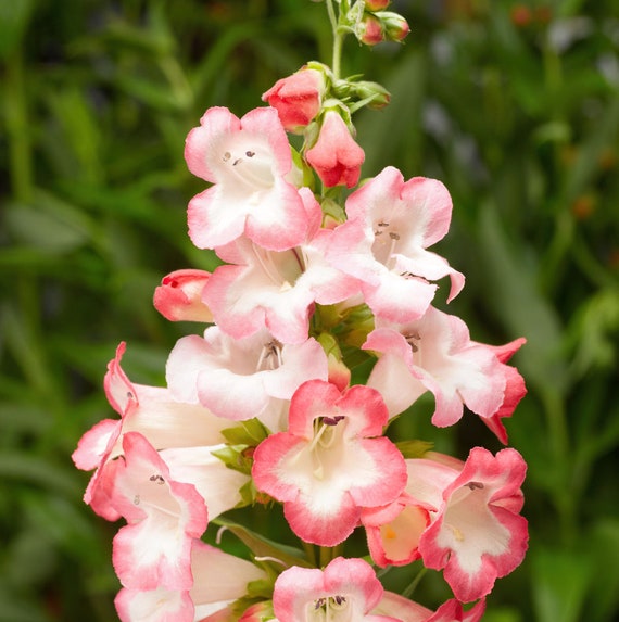 Pink Penstemon Flower seeds for Planting - Low Maintenance, Heirloom & GMO Free Seeds for Home Garden
Sale seeds for planting in home garden