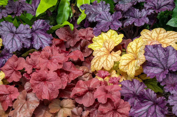 Mixed Heuchera Coral Flower seeds for Planting Perfect for Borders Heirloom & GMO Free Seeds for Home Garden
Sale for planting in home garden