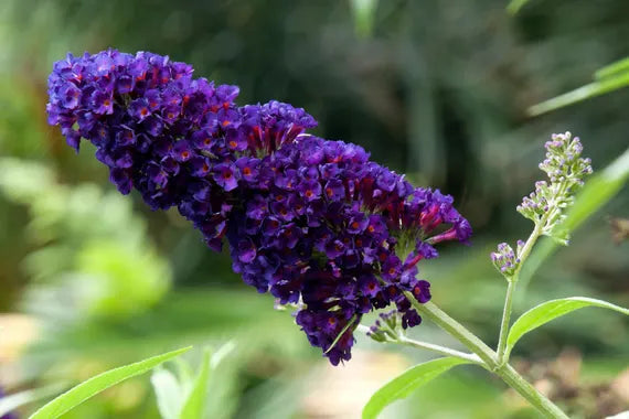 Purple Buddleja Flower seeds for Planting - Pollinator Friendly, Heirloom & GMO Free Seeds for Home Garden
Sale for planting in home garden.