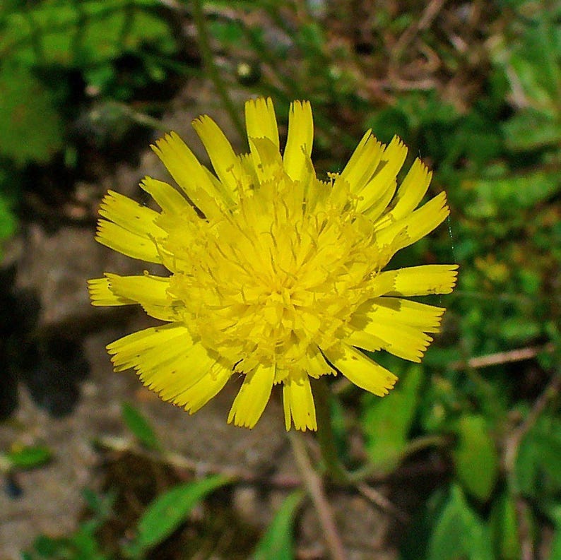 Mouse-Ear Hawkweed Flower Seeds