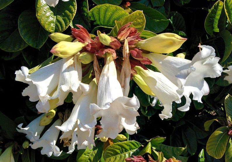 Easter Lily Vine Flower Seeds