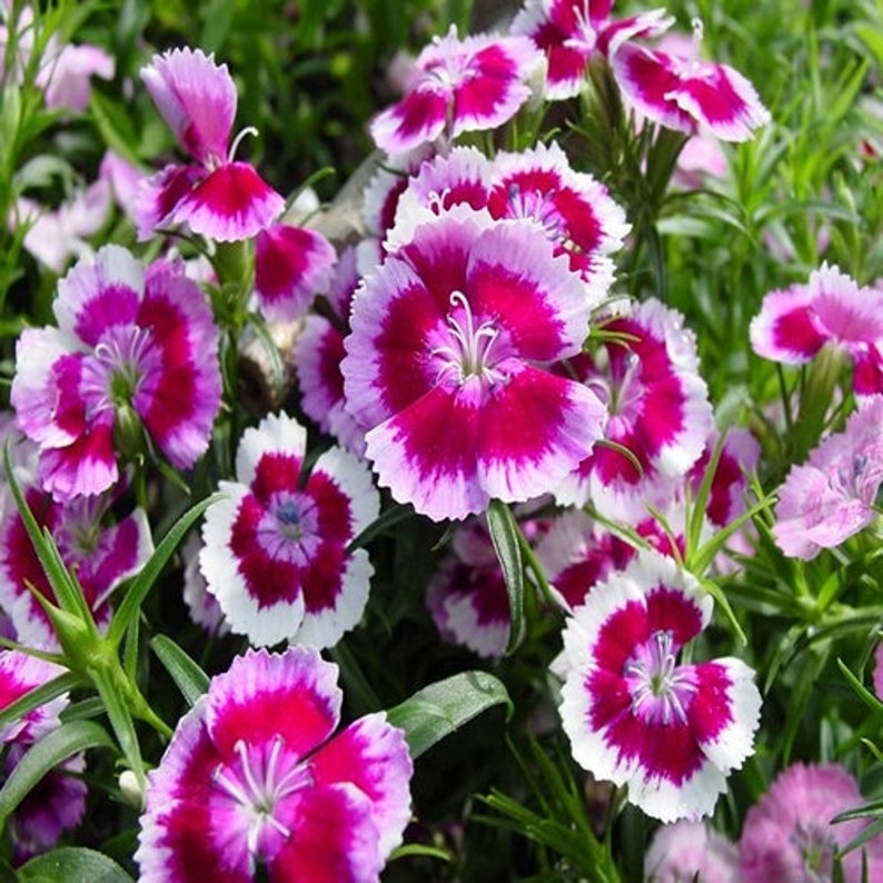 Pink White Dianthus Flower seeds for Planting Pollinator Friendly Heirloom & GMO Free Seeds for Home Garden
Sale seeds for home garden planting