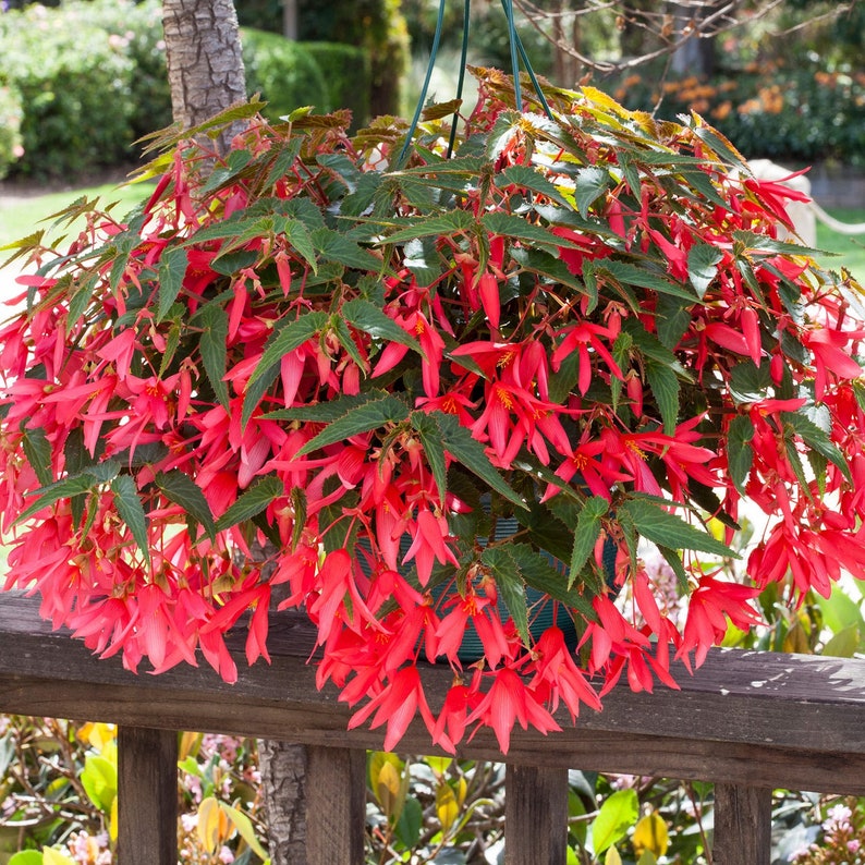 Begonia Boliviensis Flower Seeds