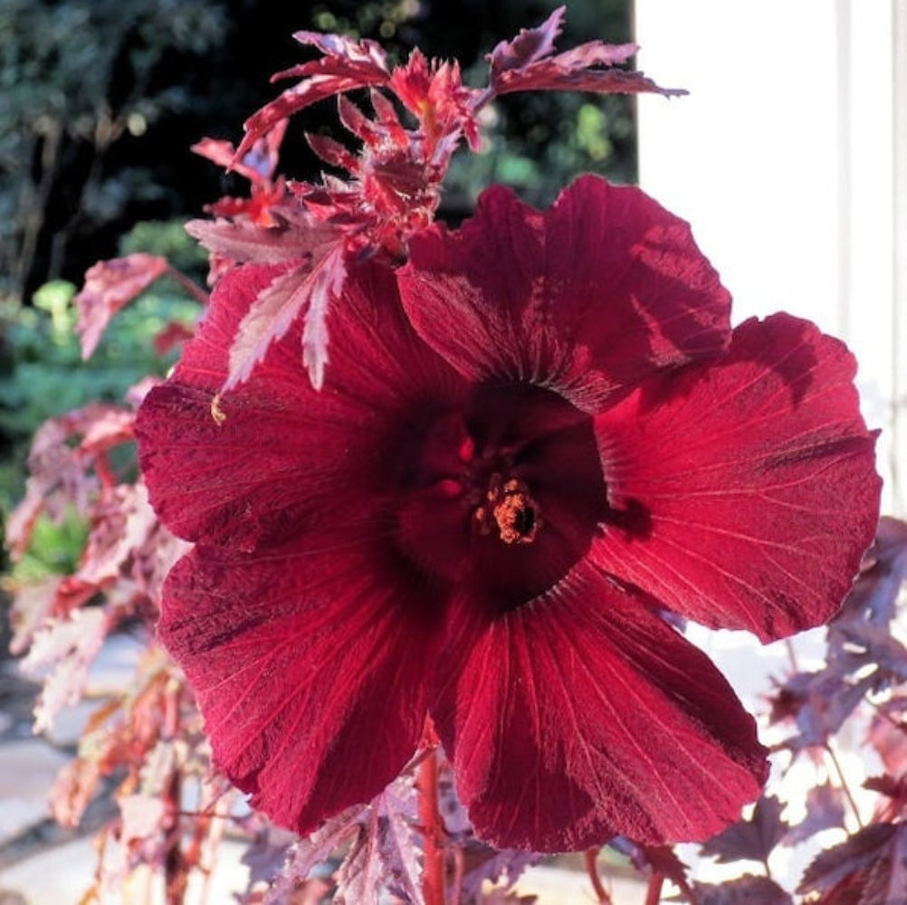 Hibiskus 'Mahogany Splendor' Blumensamen