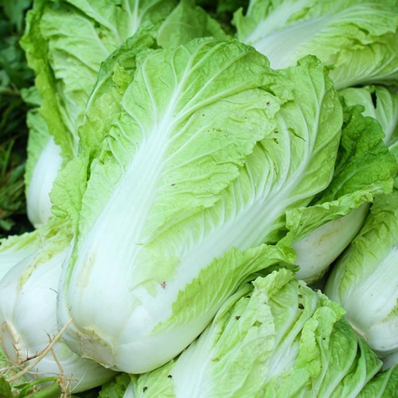Michihili Cabbage Vegetable Seeds