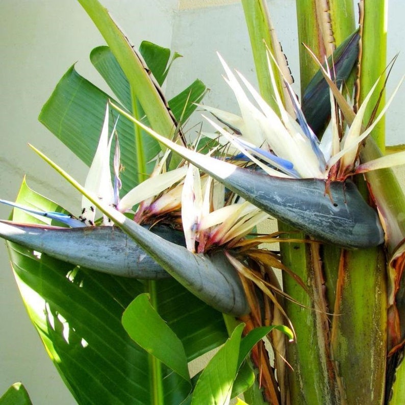 Strelitzia Nicolai Flower Seeds
