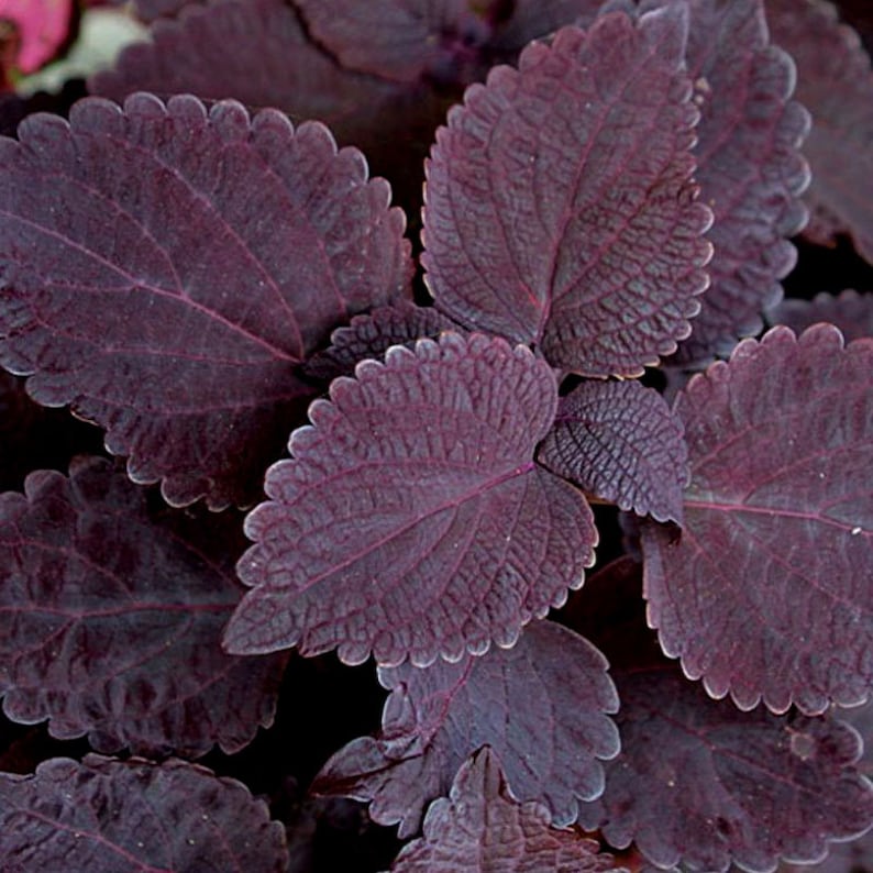 Coleus 'Palisandra' Ornamental Plant Seeds for Planting – Heirloom, Non-GMO, Easy to Grow, Annual