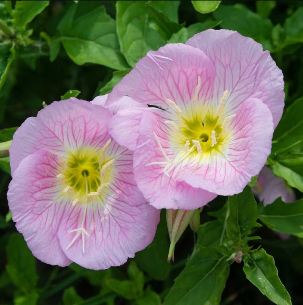 Mexican Evening Primrose Flower Seeds