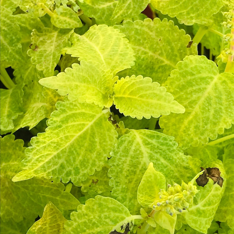Fairway Yellow Coleus Flower Seeds
