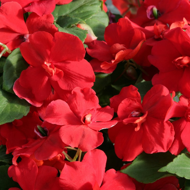 Impatiens Flower seeds for Planting Perfect for Borders Heirloom & GMO Free Seeds for Home Garden
Sale seeds for home garden planting