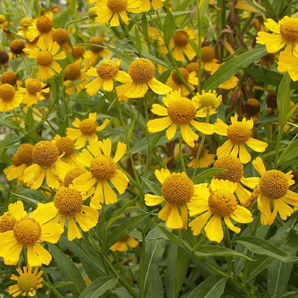 Graines communes de fleur de Sneezeweed