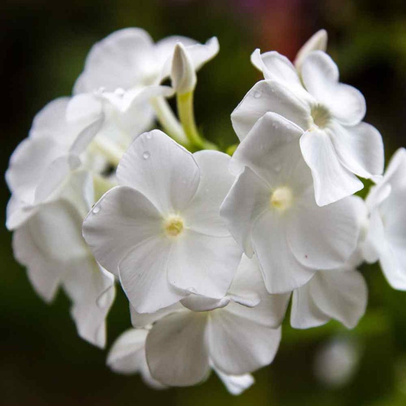 Drummondii Flower seeds for Planting Fragrant Blossoms Heirloom & GMO Free Seeds for Home Garden
Sale for planting in home garden