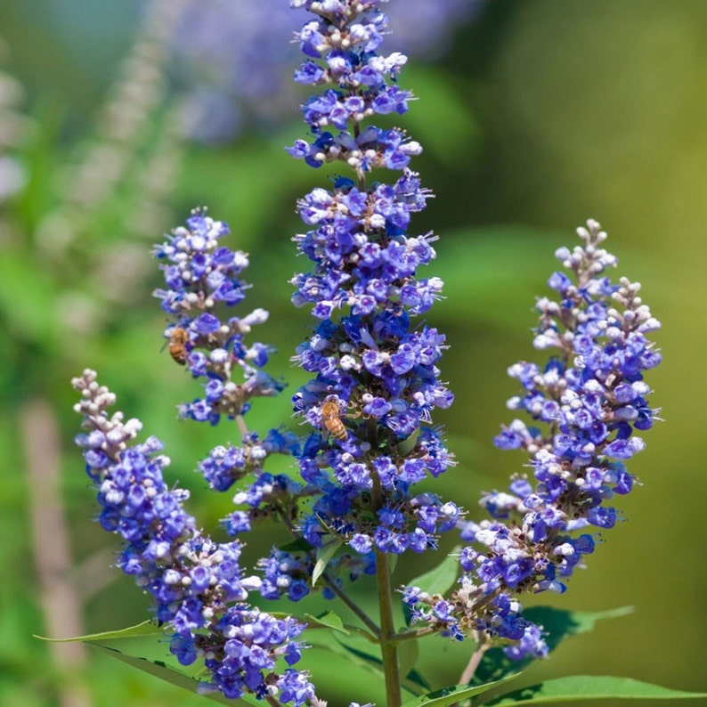 Chasteberry Flower seeds for Planting Bright Blooms Heirloom & GMO Free Seeds for Home Garden
Sale for planting in home garden