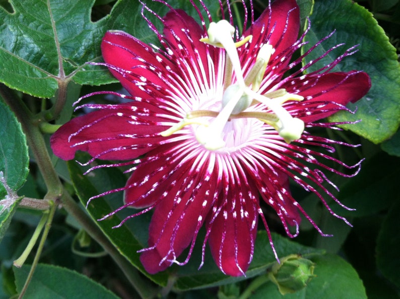 Passion Flower seeds for Planting Long Bloom Season Heirloom & GMO Free Seeds for Home Garden
Sale for planting in home garden