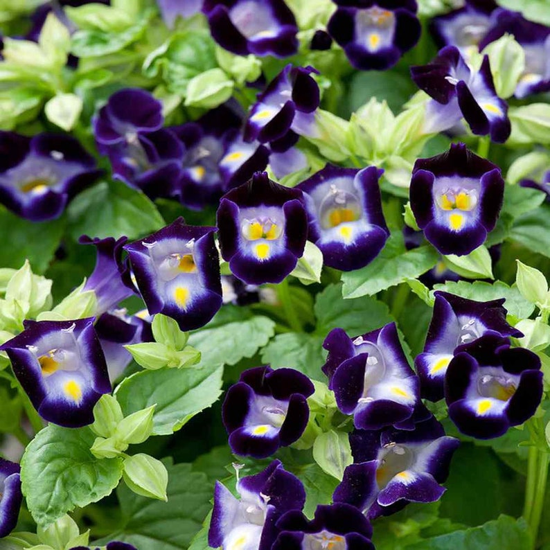 Deep Blue Torenia Flower seeds for Planting - Bright Blooms, Heirloom & GMO Free Seeds for Home Garden
Sale for planting in home garden