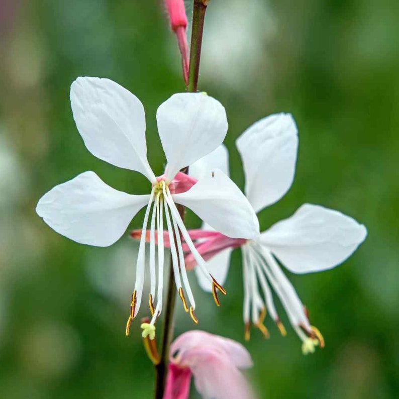 Gaura Lindheimeri Flower seeds for Planting Compact Growth Heirloom & GMO Free Seeds for Home Garden
Sale for planting in home garden
