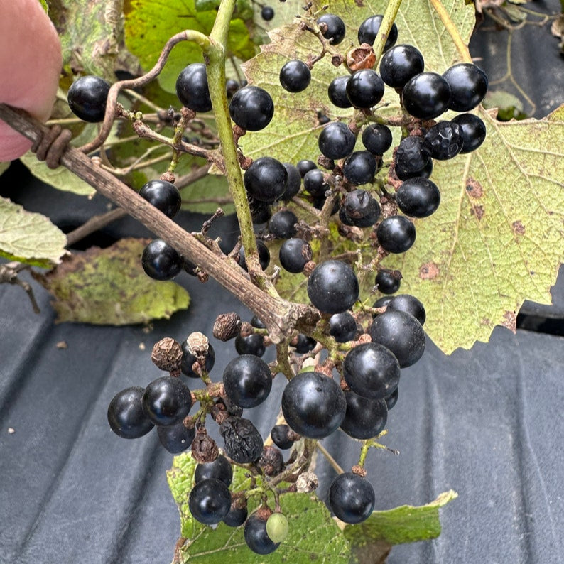 Semi di frutta d'uva invernale Vitis Cinerea