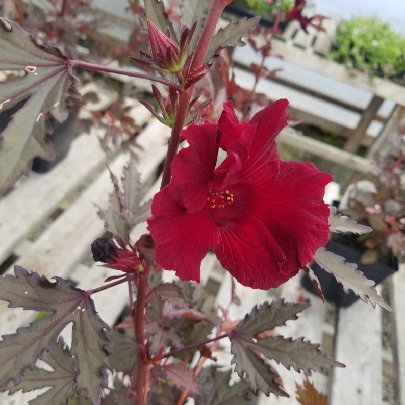 hibiscus flower seeds for sale Burgundy Hibiscus Flower seeds for Planting - Vibr