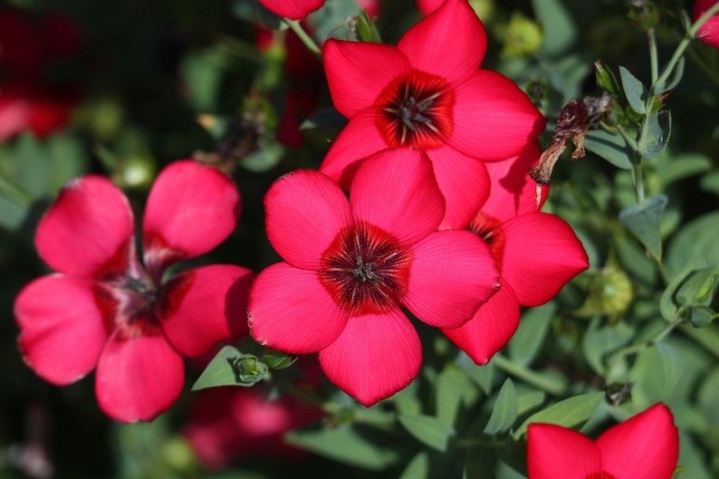 Grandiflorum Flower seeds for Planting Seasonal Bloomer Heirloom & GMO Free Seeds for Home Garden
Sale for planting in home garden