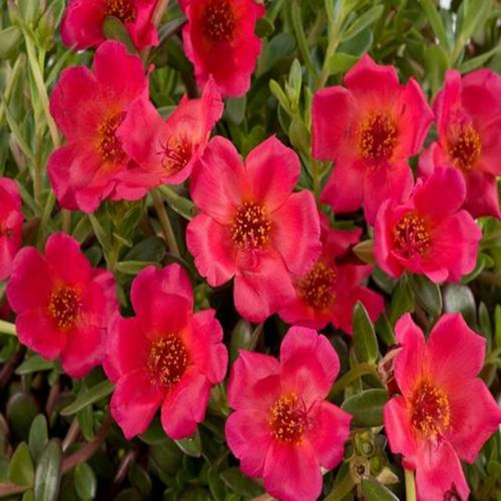 Calandrinia Umbellata 'Ruby Tuesday' Flower Seeds