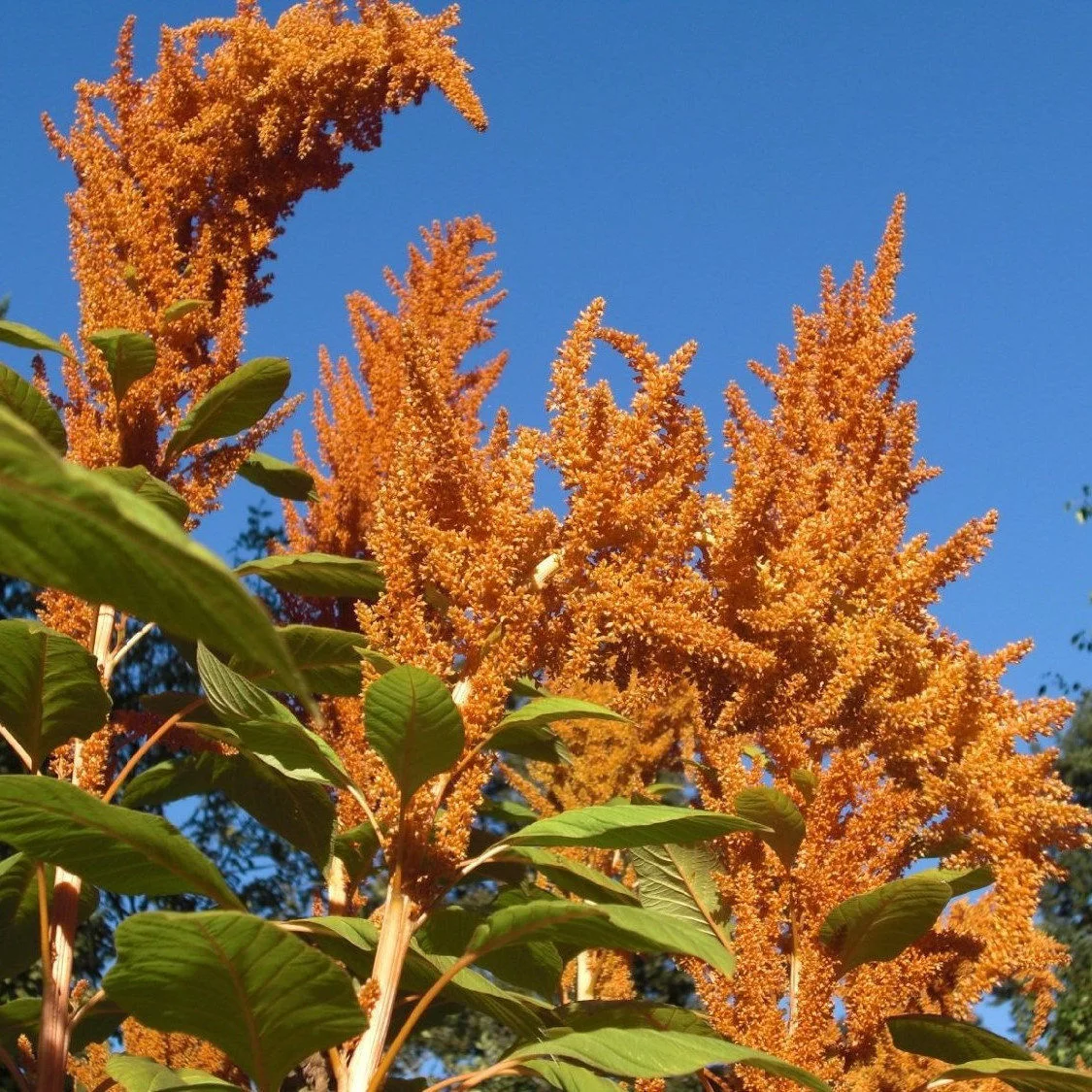 Amaranthus Orange Giant Seeds - Bold Orange Flowering Plant for Stunning Garden Displays