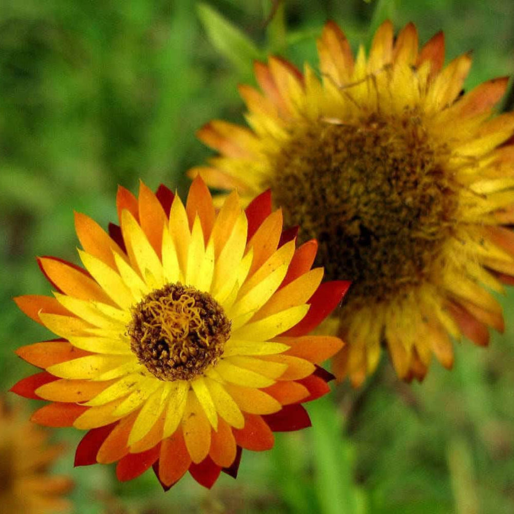 Orangefarbene Doppelstrohblumensamen