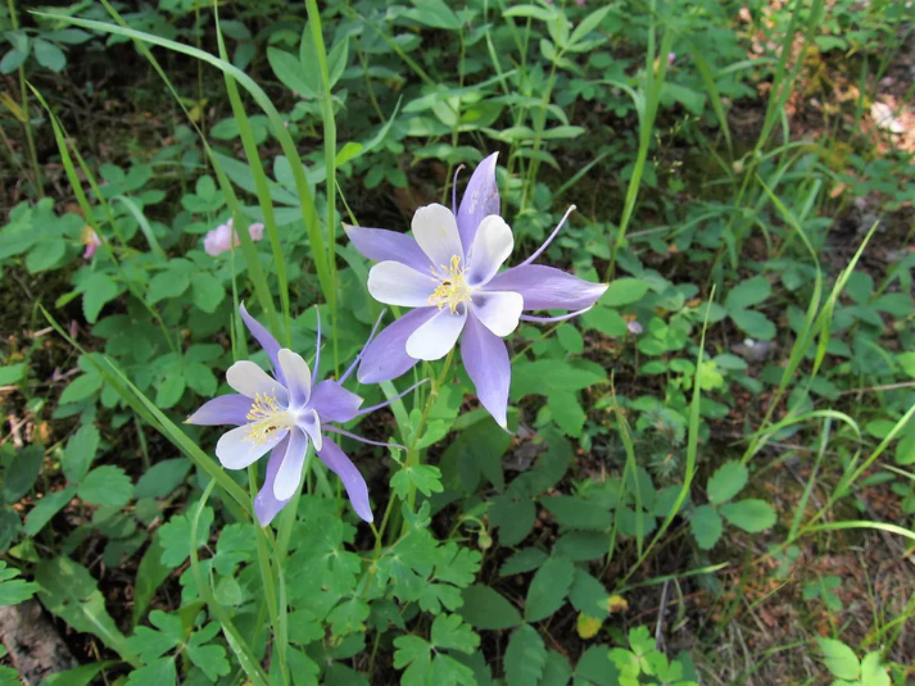 Rocky Mountain Columbine Flower Seeds