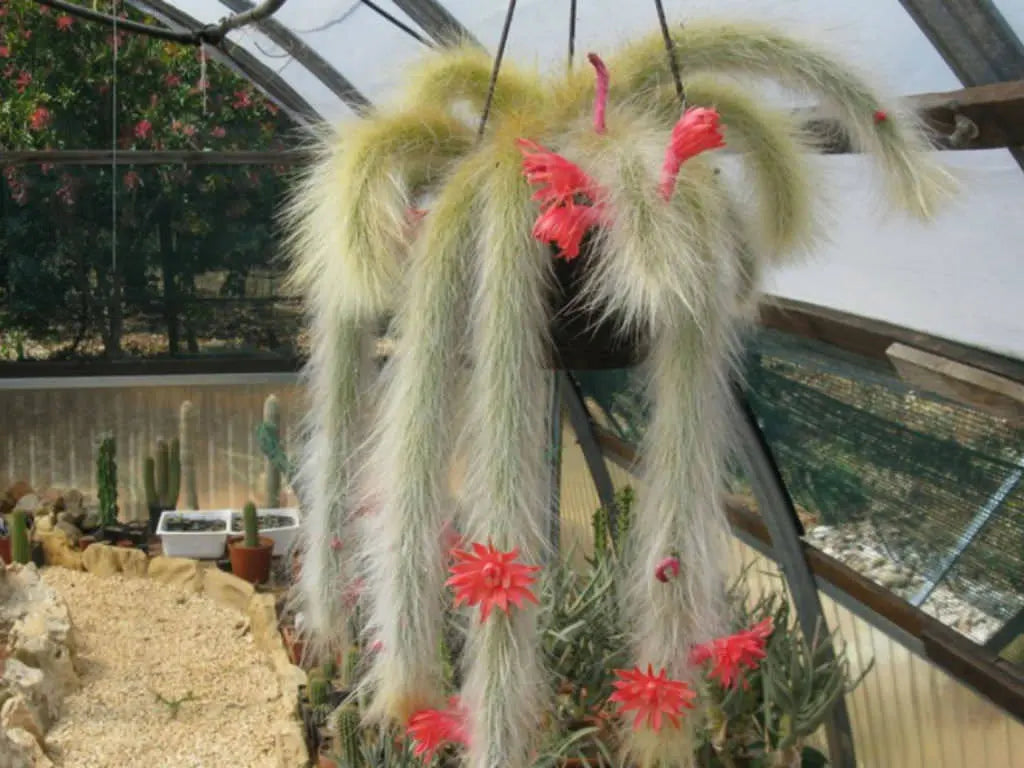 Hildewintera Cleistocactus Seeds