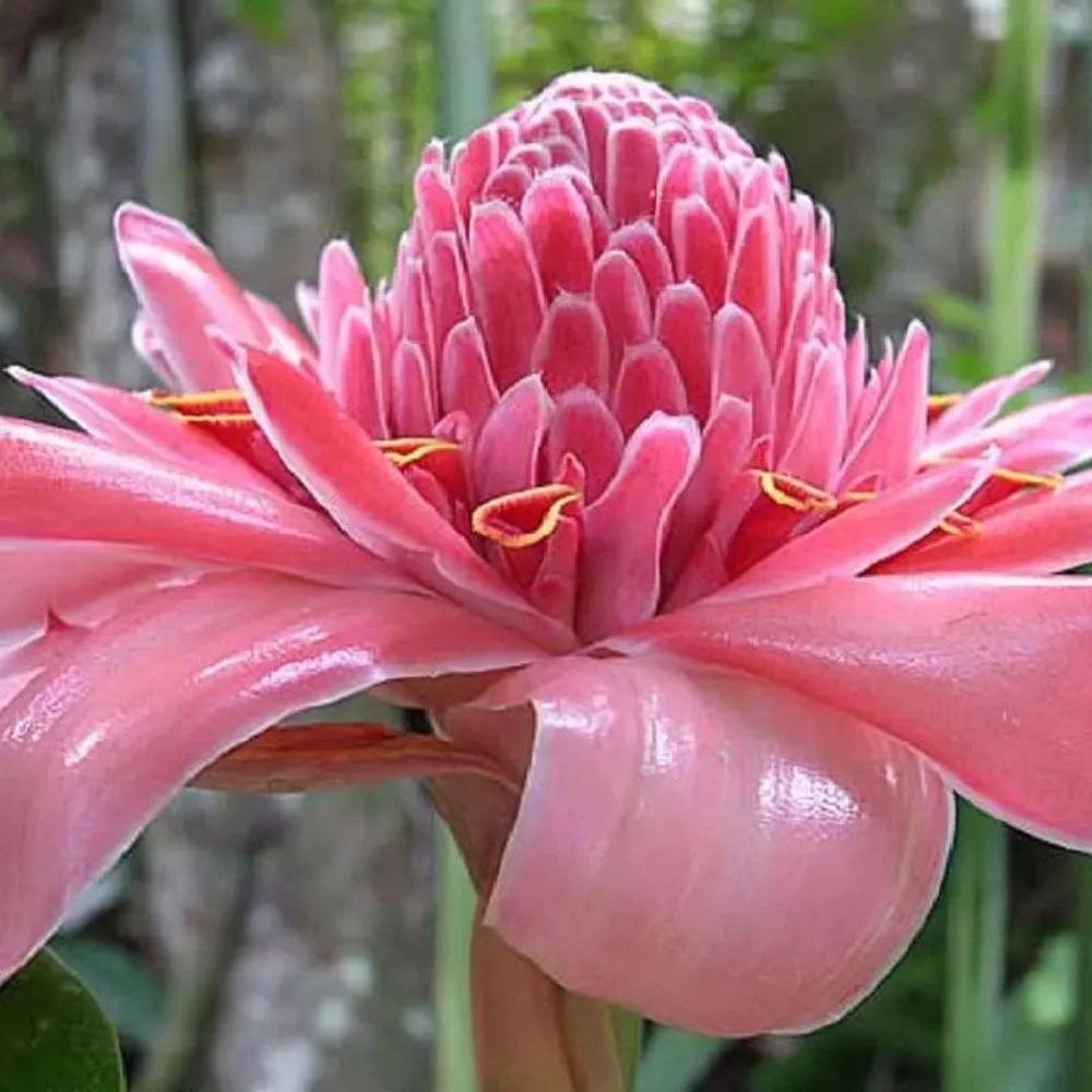 Pink Etlingera Elatior Flower Seeds
