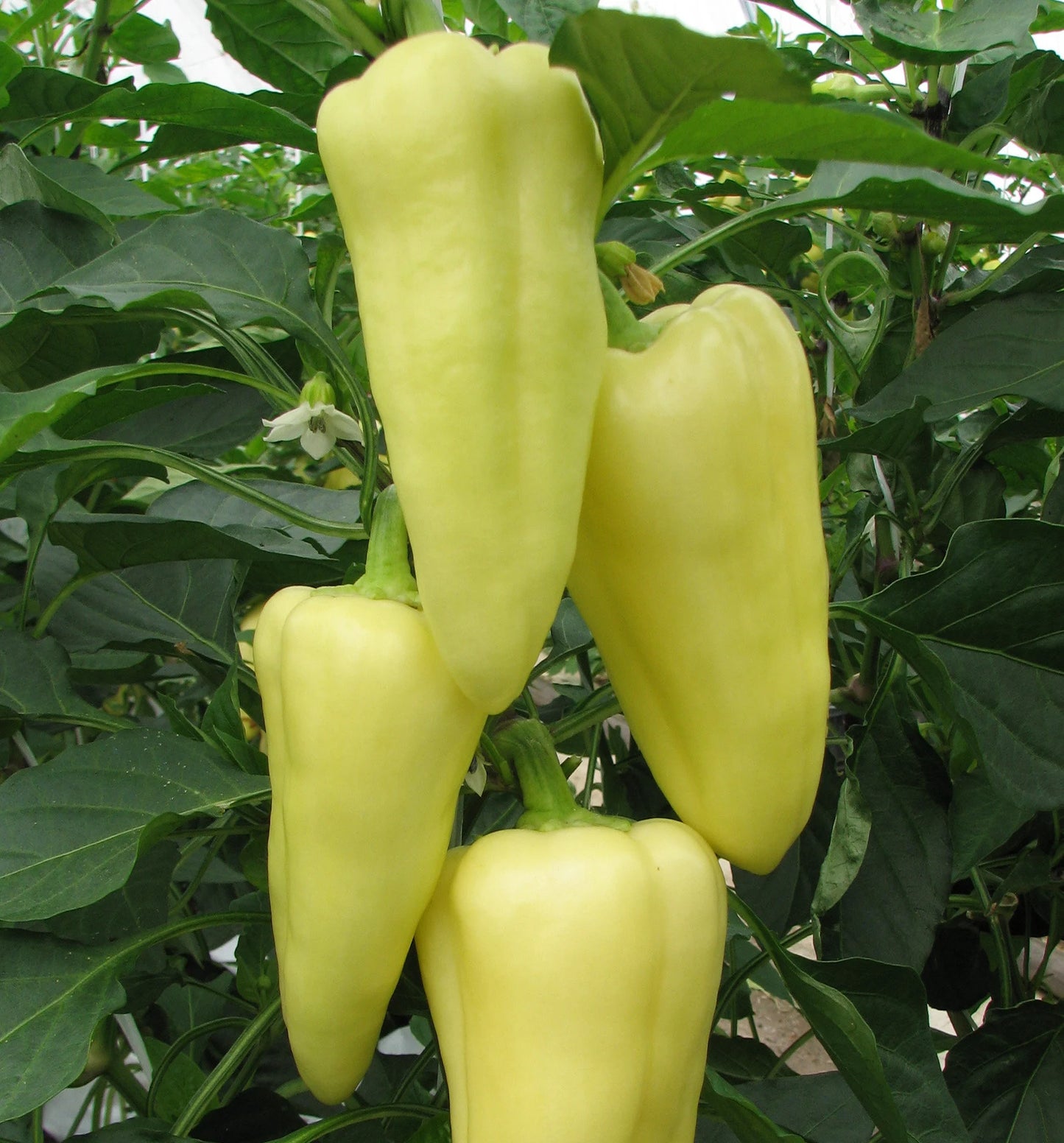 Szegedi Giant Sweet Hungarian Paprika Vegetable Seeds