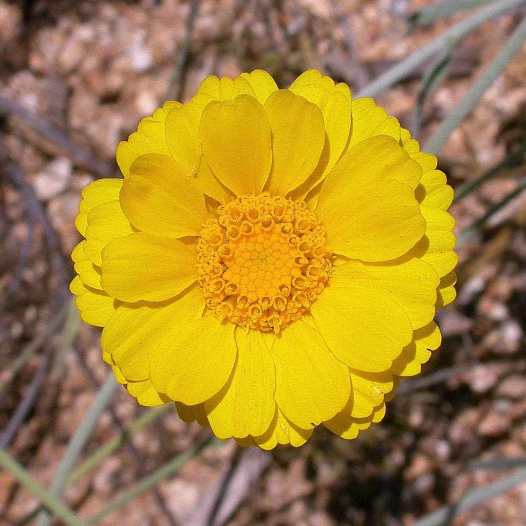 Desert Flower Marigold Seeds
