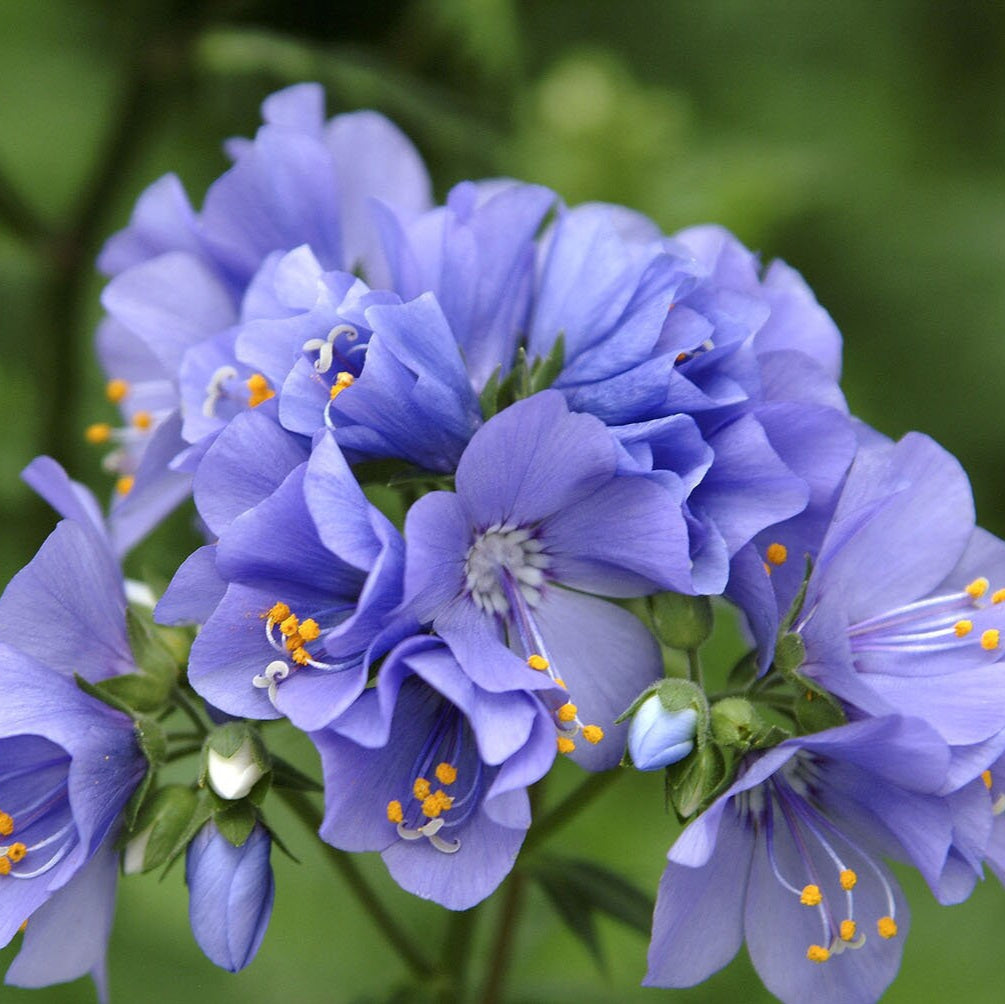 Jacob's Ladder Flower Seeds