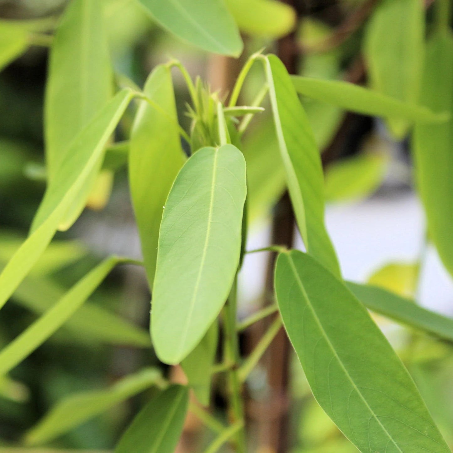 Codariocalyx Motorius Shrub Seeds for Planting – Heirloom, Non-GMO, Easy to Grow