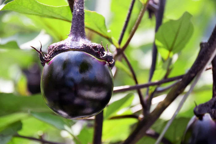 Graines de Légumes Aubergine Japonaise Kamo