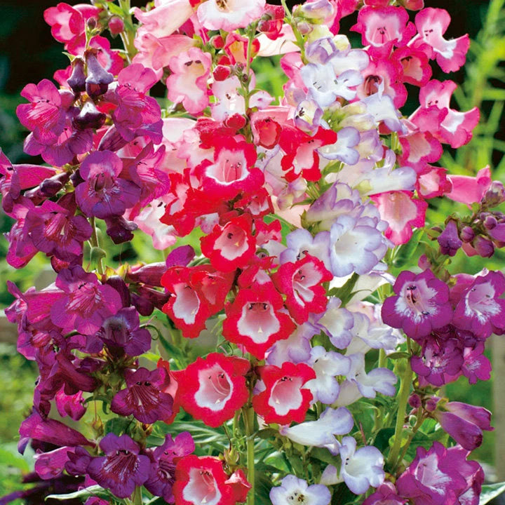 Penstemon Hartwegii Flower Seeds for Planting – Heirloom, Non-GMO, Easy to Grow, Perennial Blooms