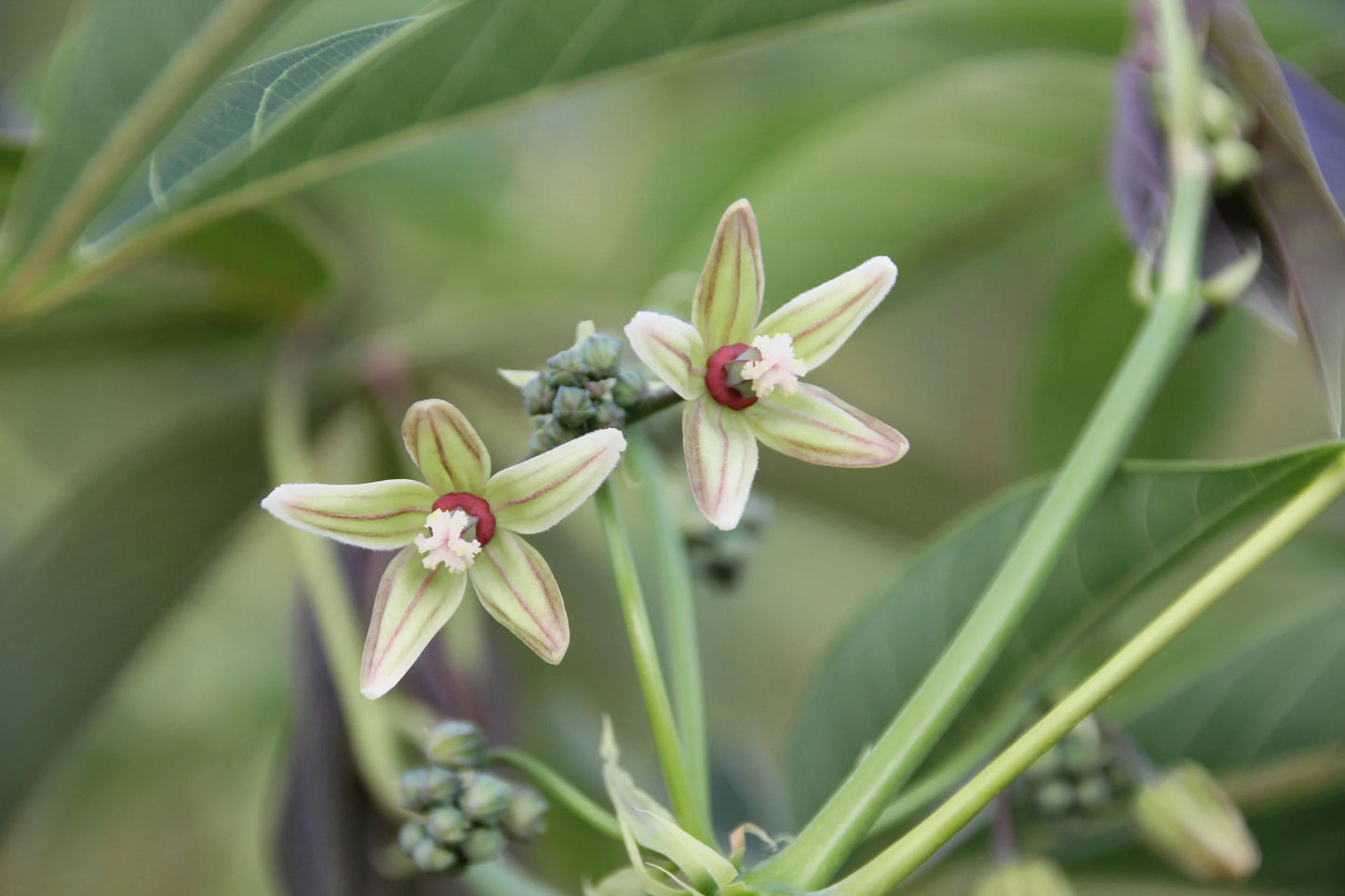 Rare Tapioca Plant Seeds