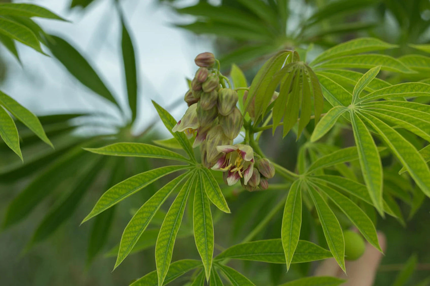 Rare Tapioca Plant Seeds