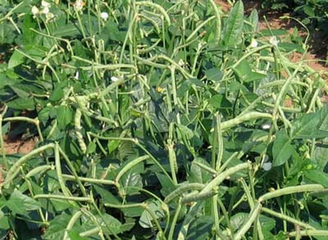 Zipper Cream Cowpea Vegetable Seeds