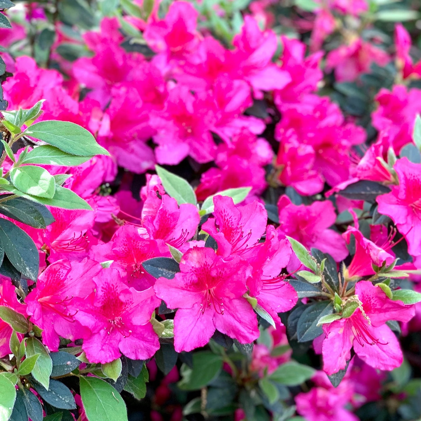 Azalea Autumn Royalty Flower Seeds