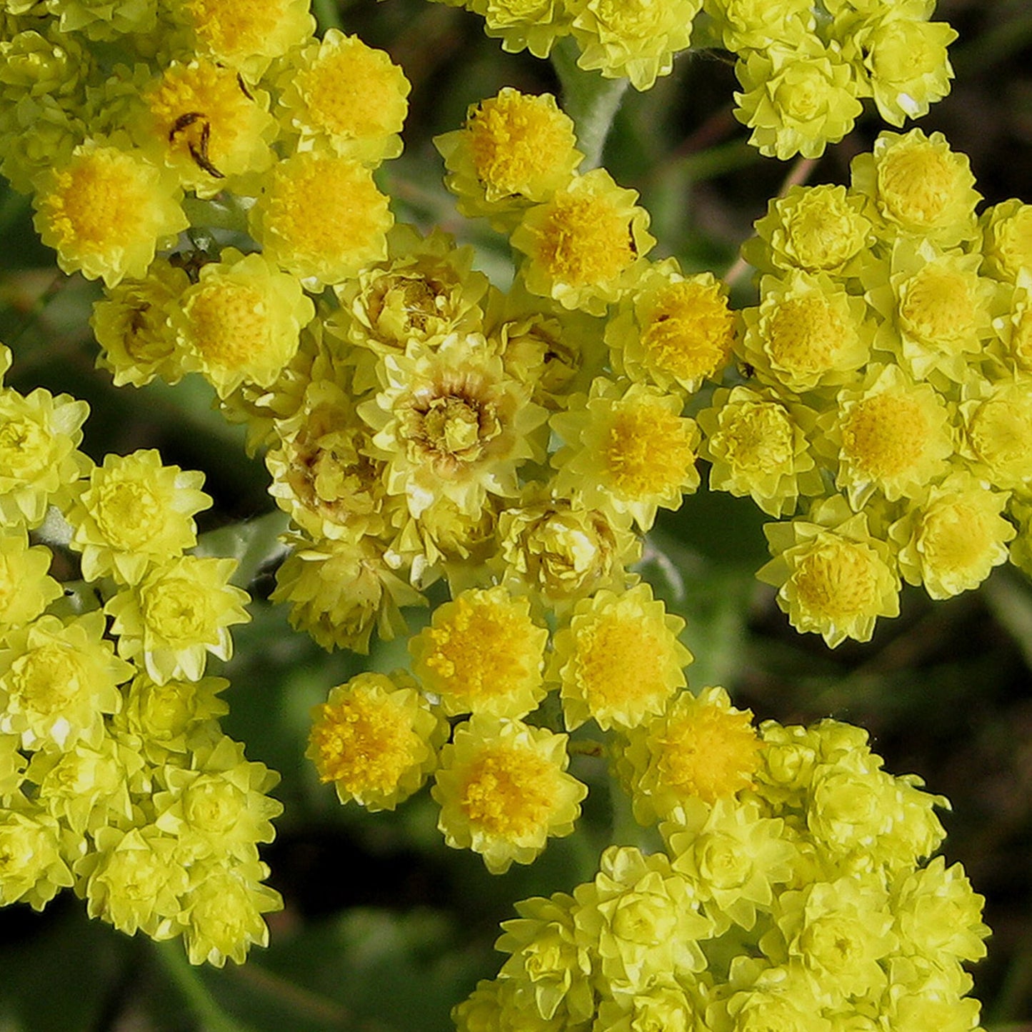 Helichrysum Arenarium Flower Seeds