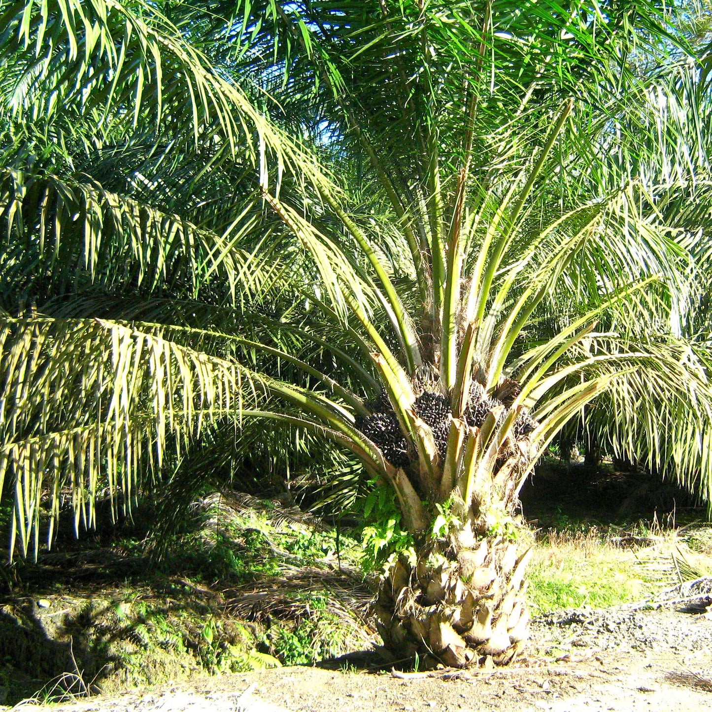 Semillas de palma africana de aceite
