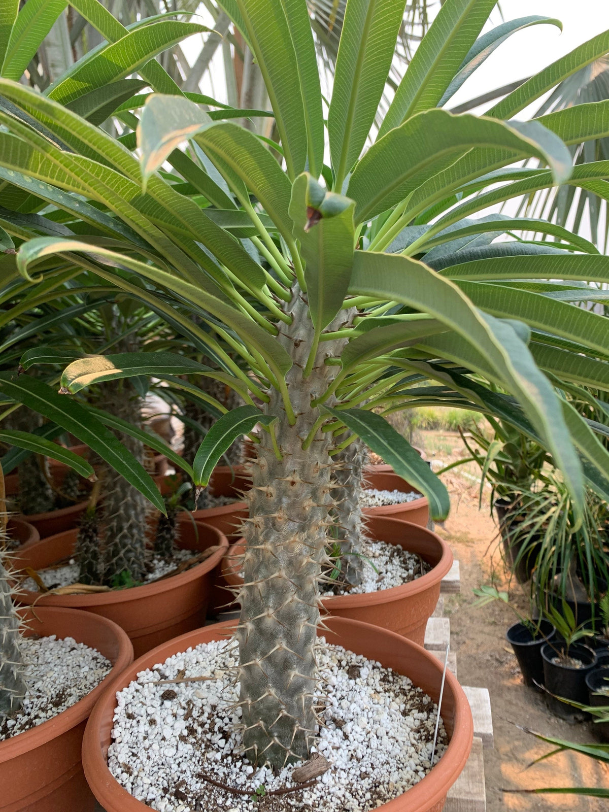 White Pachypodium Lamerei Flower seeds for Planting - Garden Favorite, Heirloom & GMO Free Seeds for Home Garden
Sale for planting in home garden.