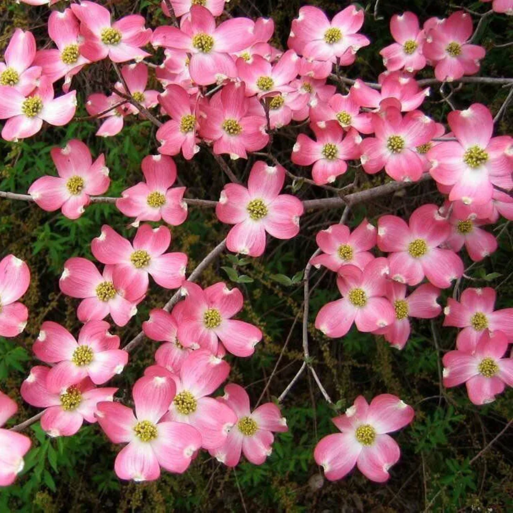 Pink Dogwood Flower Seeds