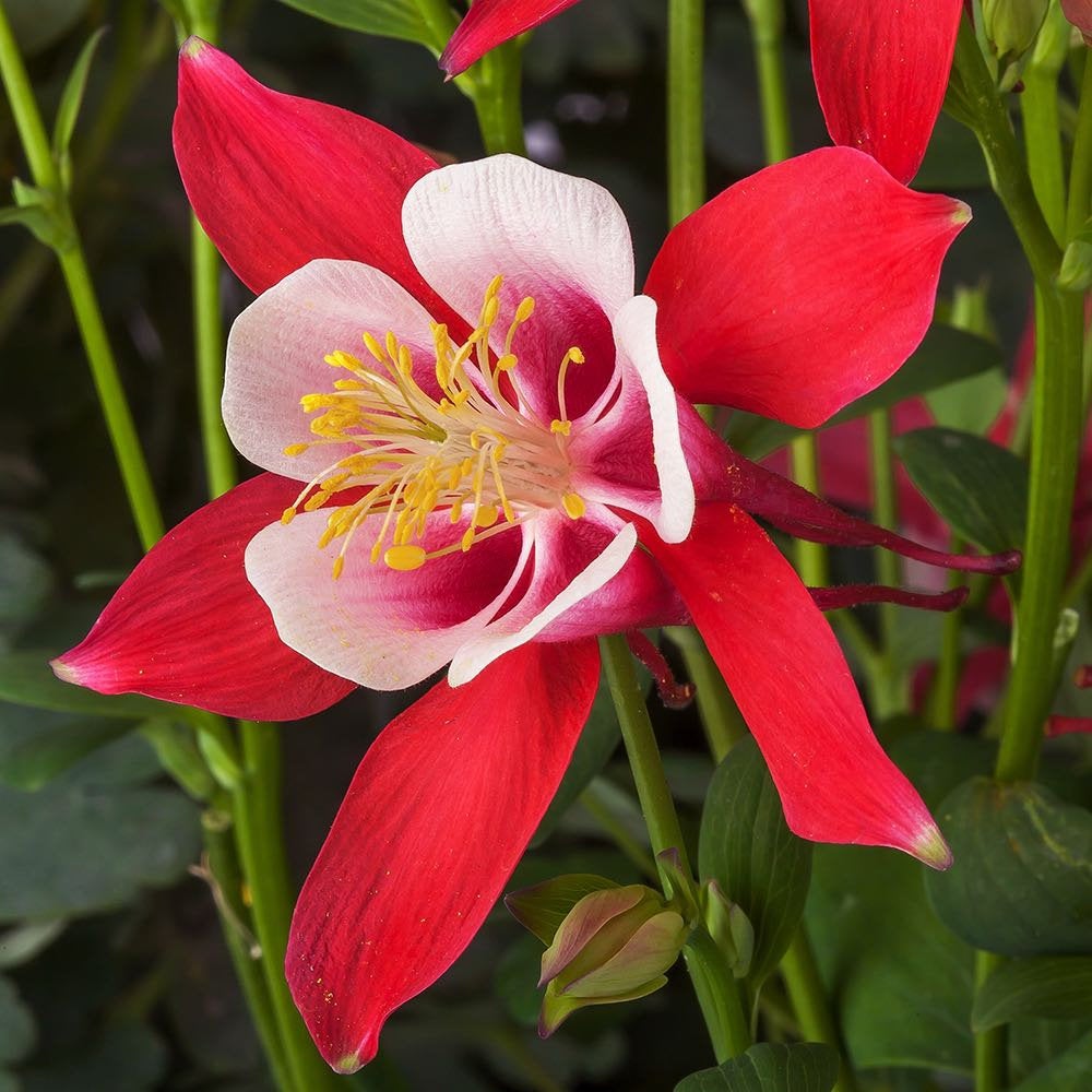 Crimson Star Columbine Flower Seeds