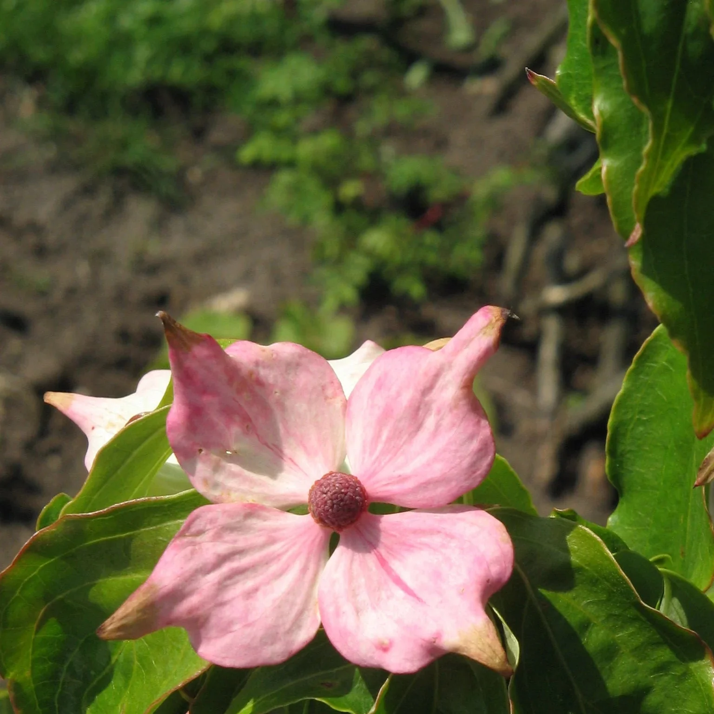 Pink Dogwood Flower Seeds