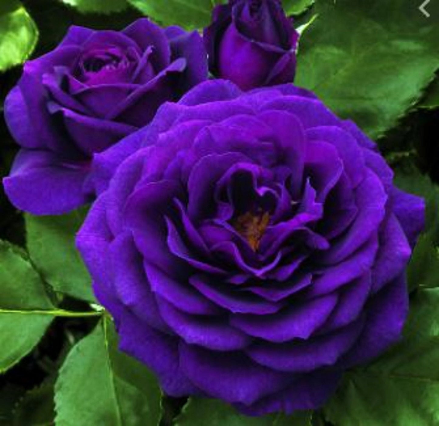 Purple Dragon Rose Flower Seeds