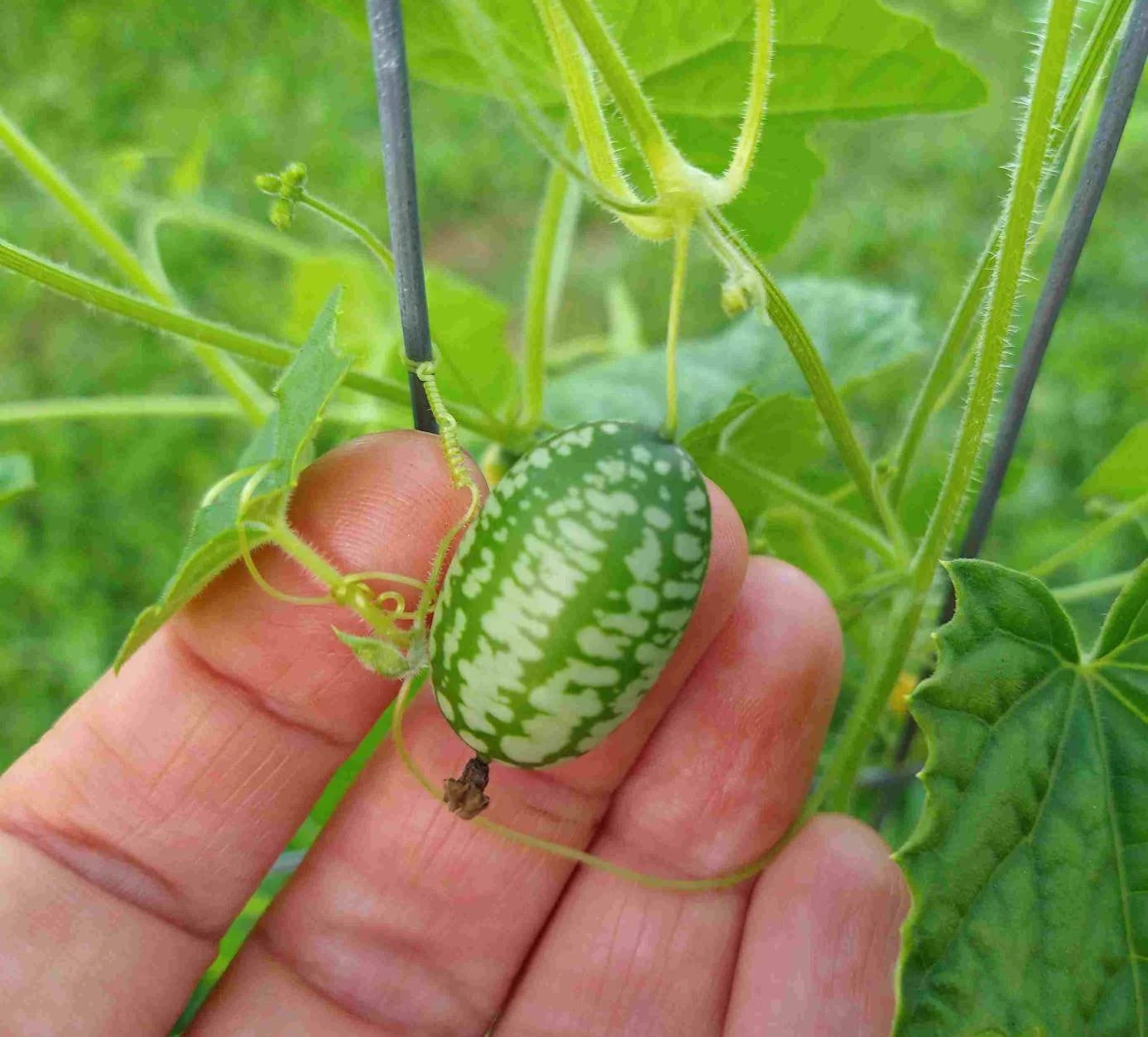 Graines de Légumes Melothria Scabra