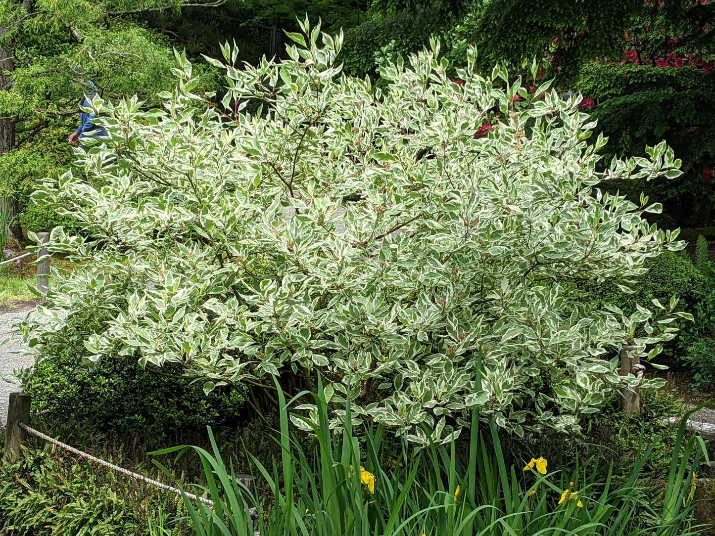 Tatarian Dogwood Shrub Seeds