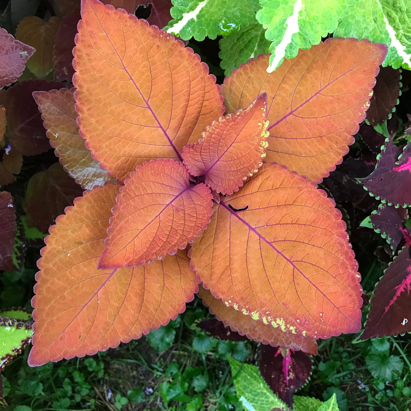 Coleus Fairway Orange Herb Seeds