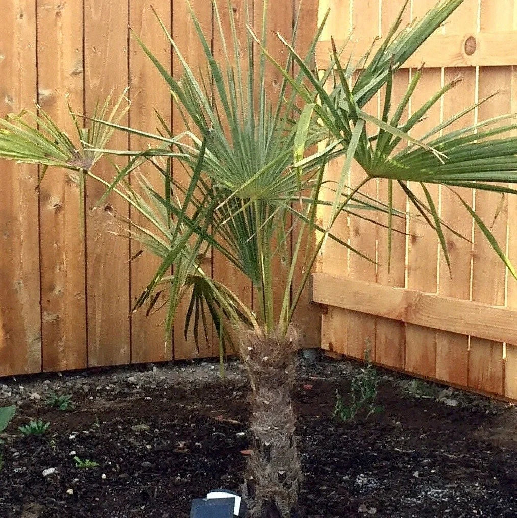 Graines de plante Trachycarpus Fortunei